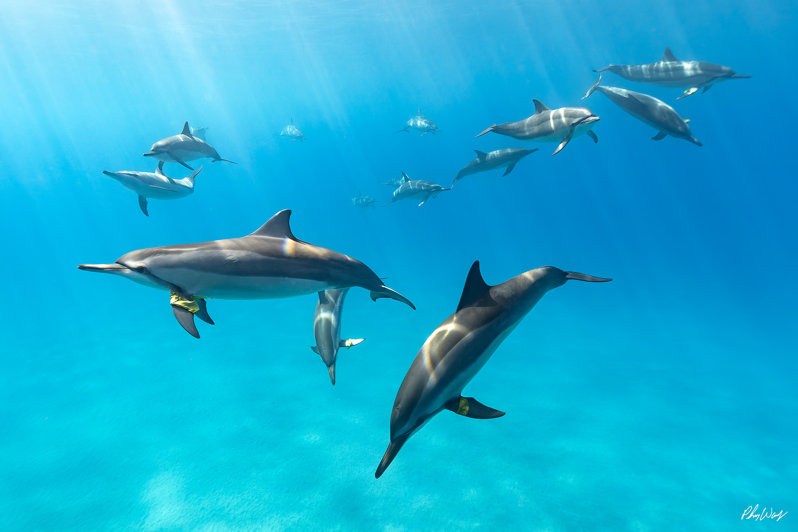 Spinner Dolphins with Leaves Spinner dolphins swimming underwater with floating leaves in clear blue ocean water.