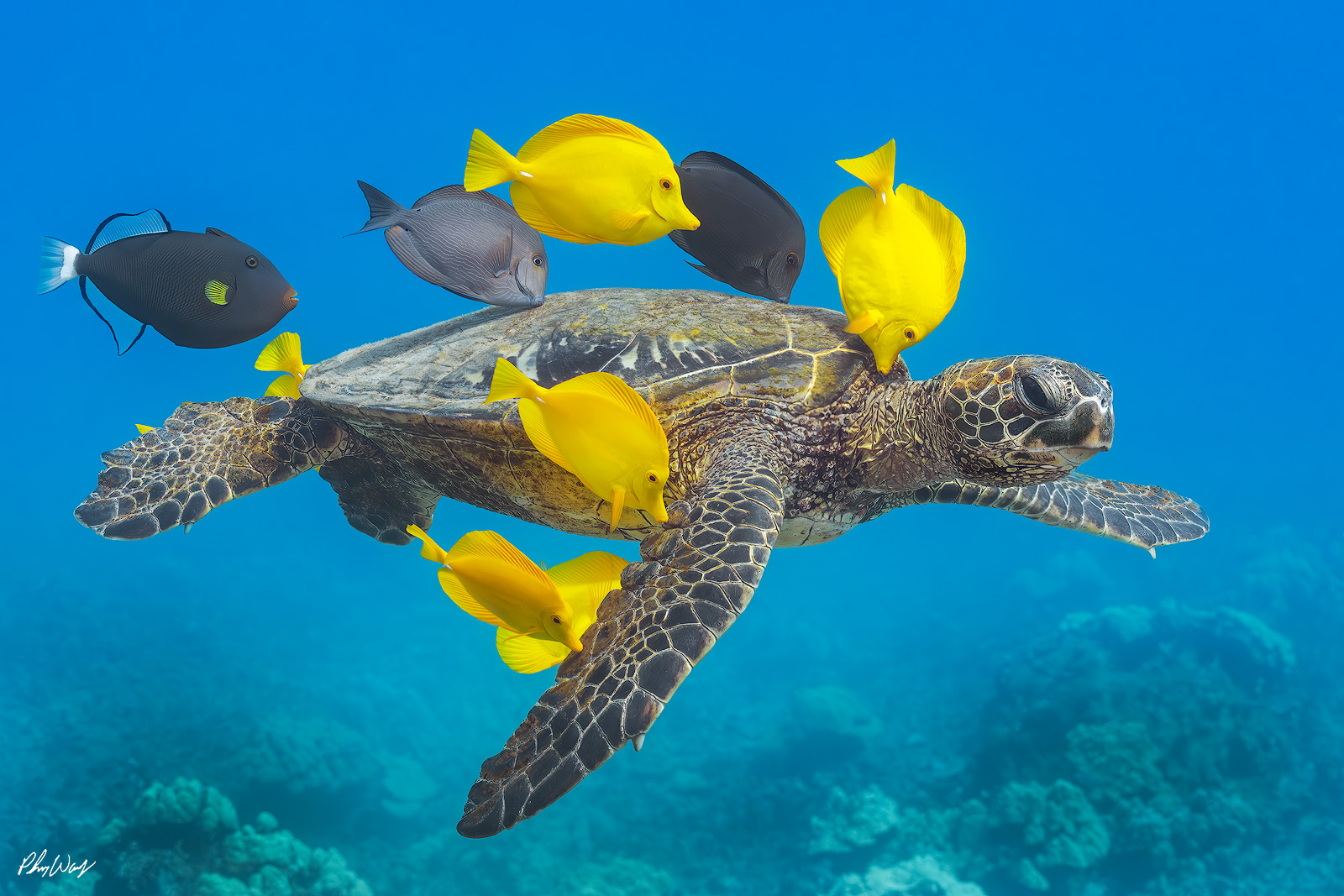 Turtle Tangs A green sea turtle swims through clear blue ocean water near Kona, Hawaii, surrounded by yellow tang fish and reef life in a calm underwater scene.