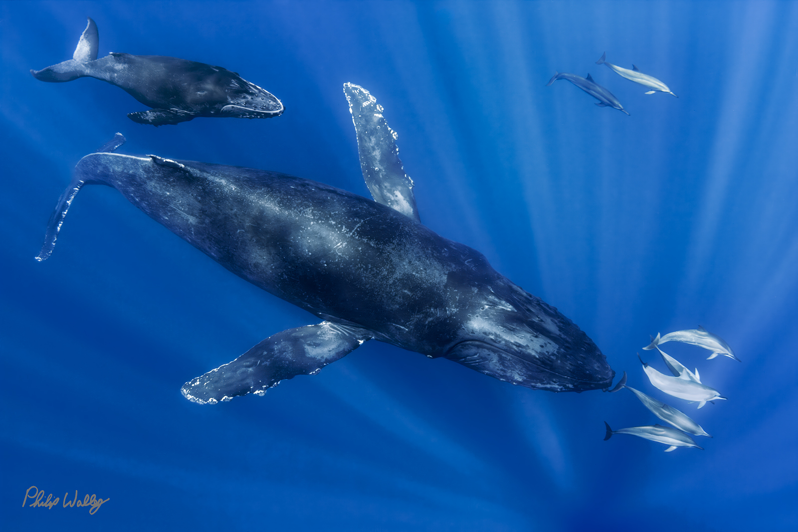 Humpback Whales and Dolphin Pod Party Humpback whales swimming alongside a pod of dolphins in deep blue water off the North Shore of Oahu, Hawaii.